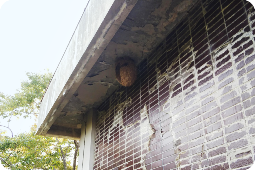 ハチの巣・壁内スズメバチ駆除、お隣にも巣有 仙台市太白区にてスズメバチ駆除