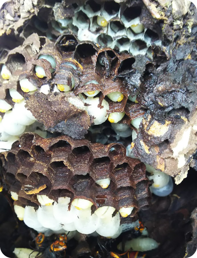 アシナガ蜂駆除　宮城県利府町 ベランダ　天井にアシナガ蜂の巣